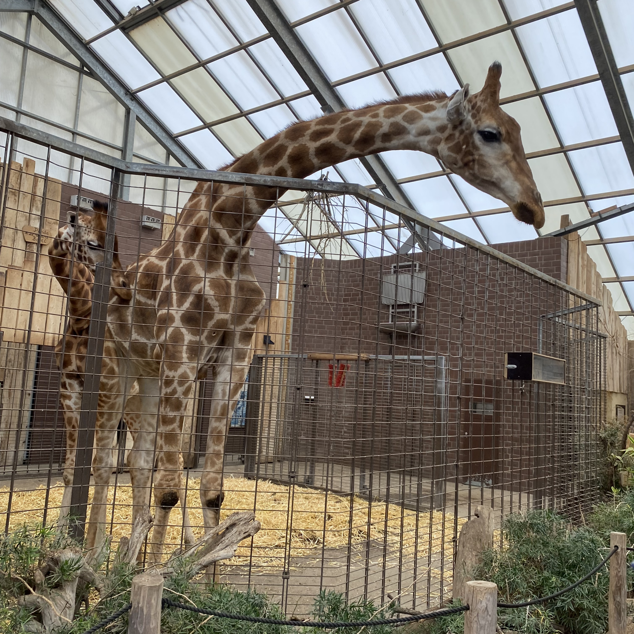 Giraffenstall - TGA - ITB